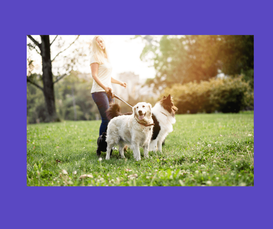 Dog Walker Jobs NYC: How to Start and Find Opportunities in New York City