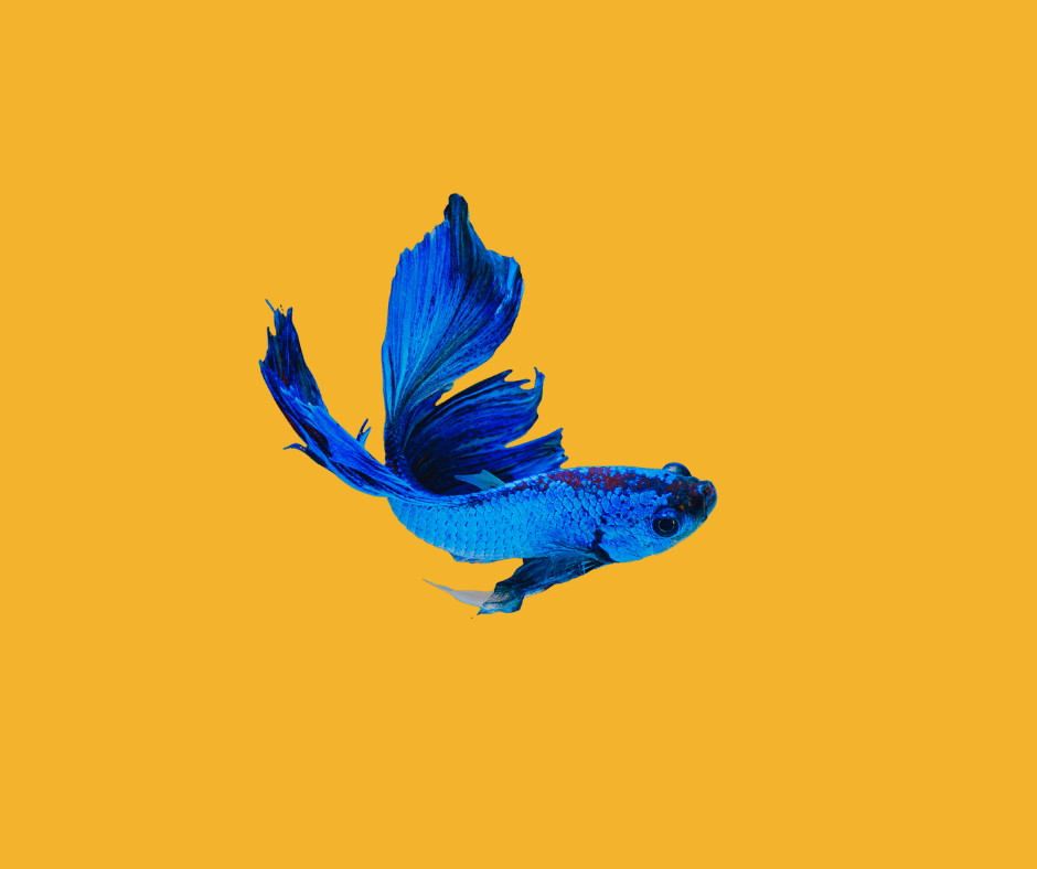 Does PetSense Sell Fish? What You Should Know Before Visiting