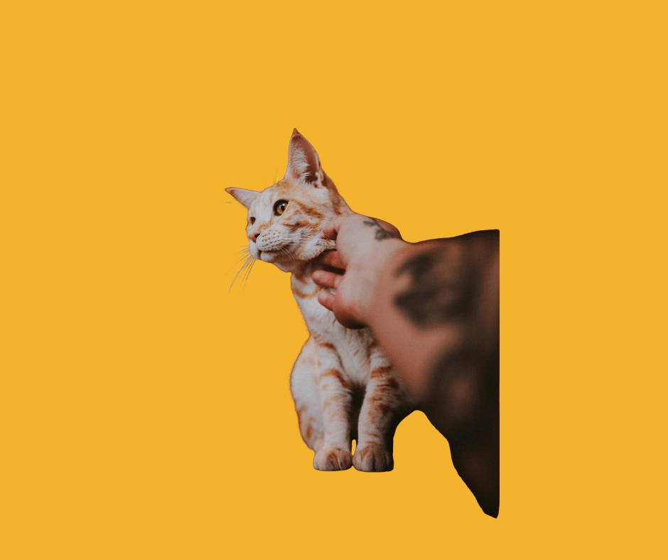 How to Start a Pet Grooming Business: Step-by-Step Guide for Beginners