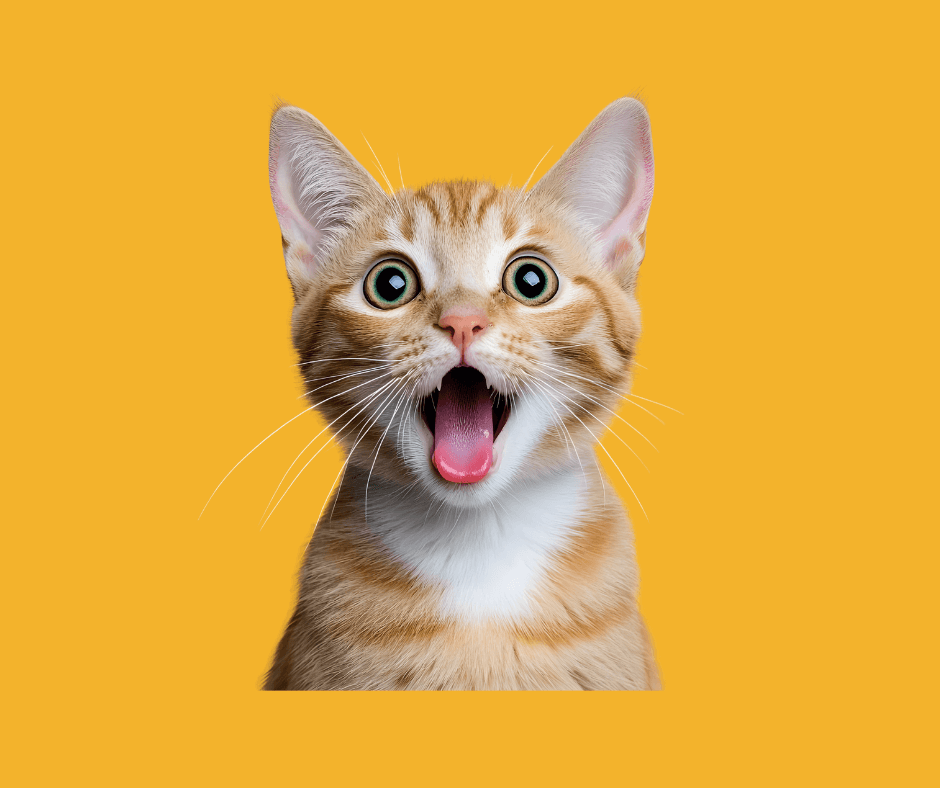Does PetSmart Groom Cats? What Pet Owners Should Know About Grooming Services