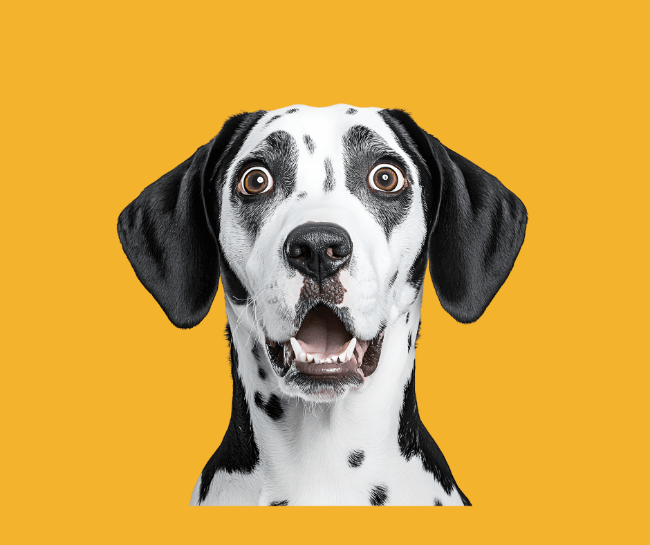 Can a Dog Get Rabies If Vaccinated? What Pet Parents Should Know