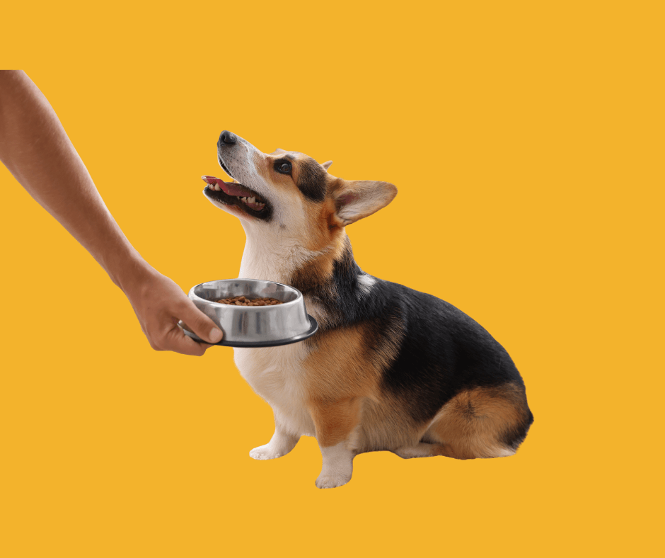 Can Dogs Have Nutritional Yeast? Benefits, Risks, and What to Know