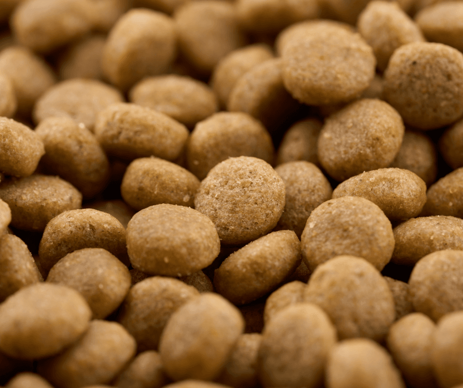 Can Dogs Eat Cat Food? What Pet Owners Should Know