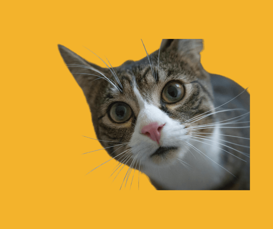 Customer Retention Strategies for Pet Groomers and Pet Service Providers