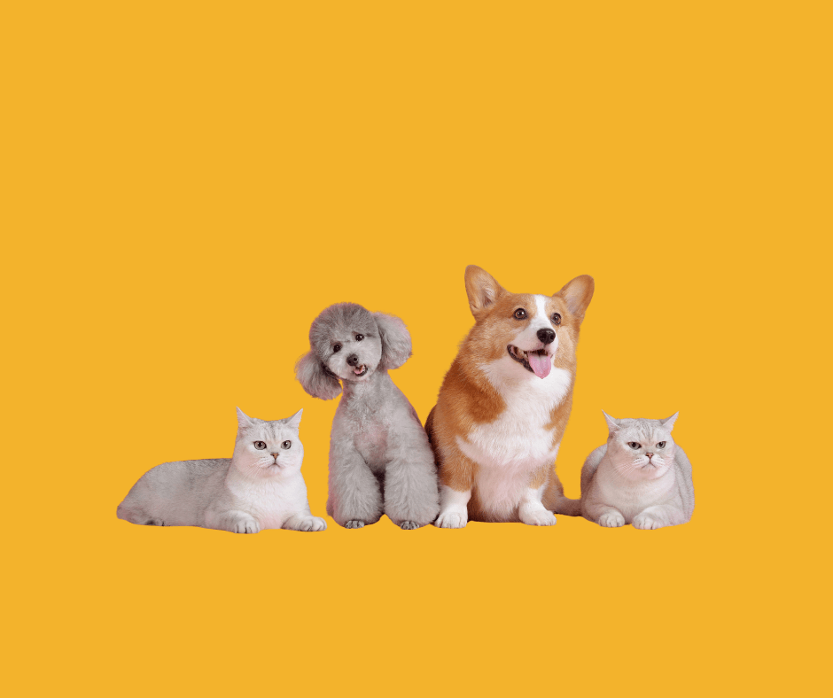 Signs Your Pet May Need More Exercise and Activity