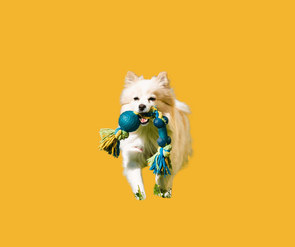 The 30-Minute Problem: Why Pet Needs Can't Always Wait