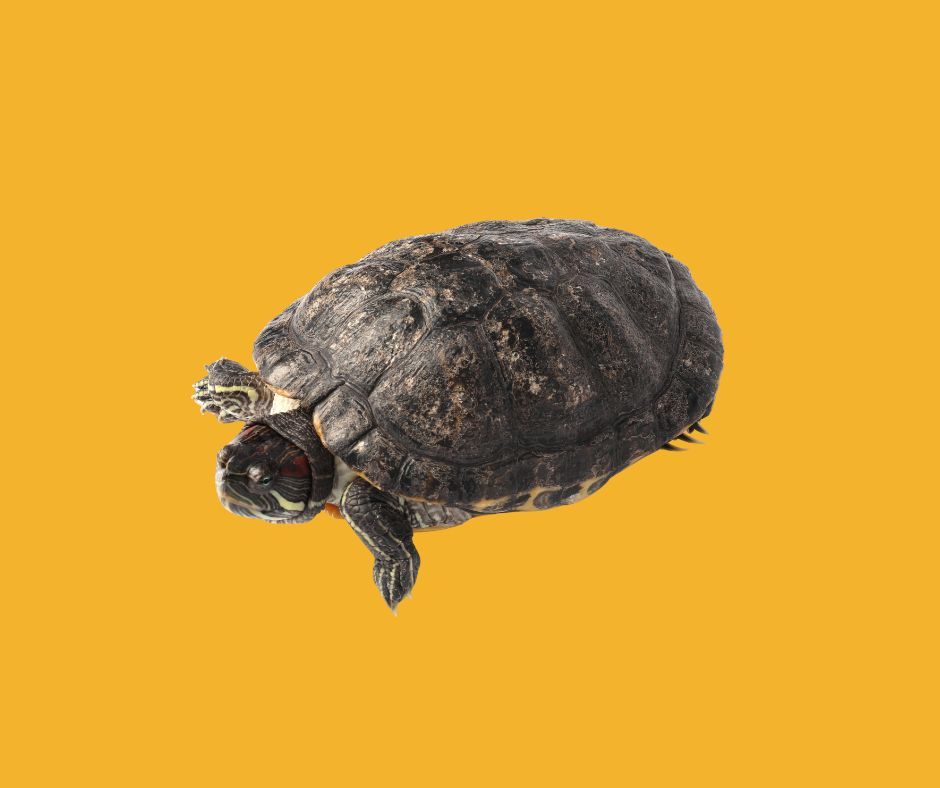 Where to Buy Pet Turtles