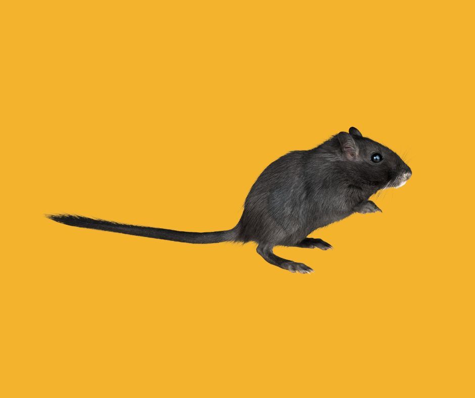 Are Gerbils Better Pets Than Hamsters?