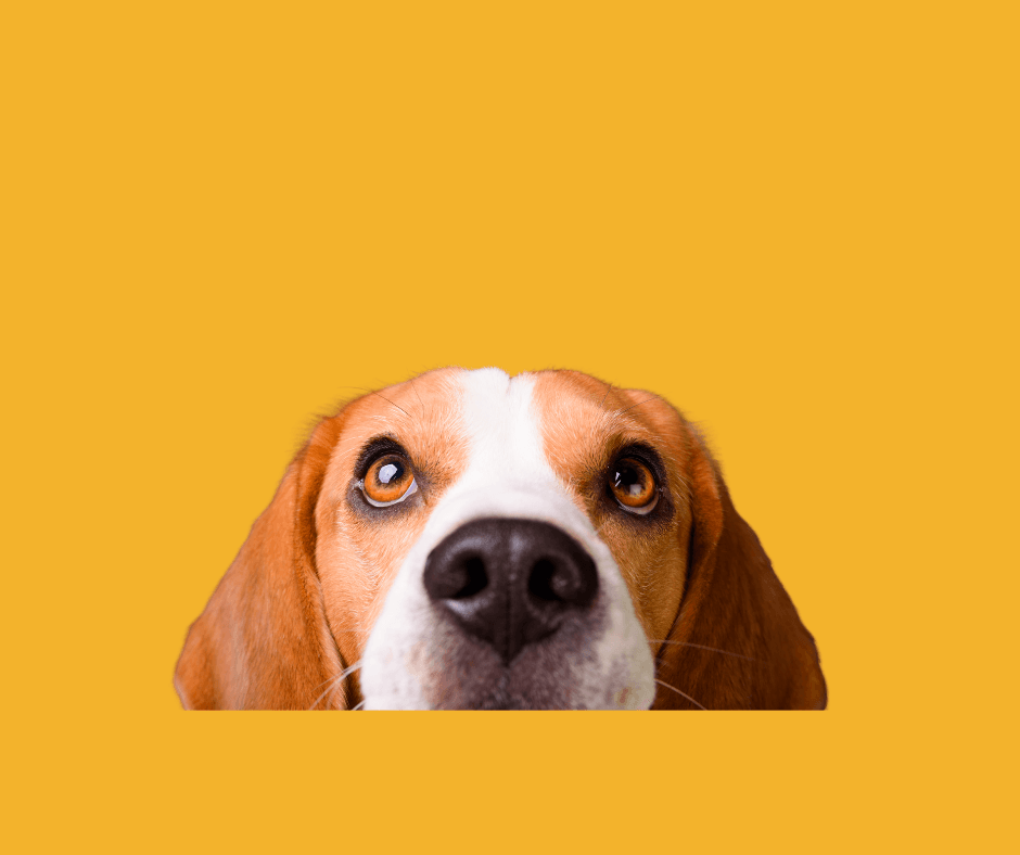 The Real Cost of Delaying Pet Care