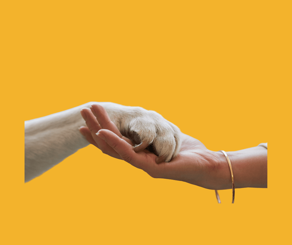 How Busy Pet Parents Can Manage Daily Pet Care Efficiently